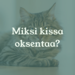 Eläinlääkäri Lexavet Helsinki