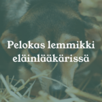 Eläinlääkäri Lexavet Helsinki