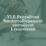 Eläinlääkäri Lexavet Helsinki