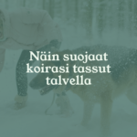 Tips for protecting your dog's paws during the winter - dog and woman playing in the snow