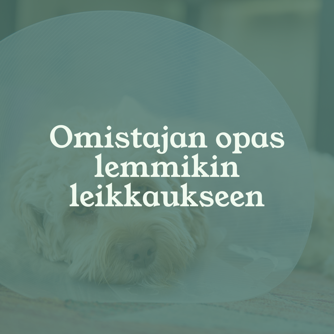 Omistajan opas lemmikin leikkaukseen