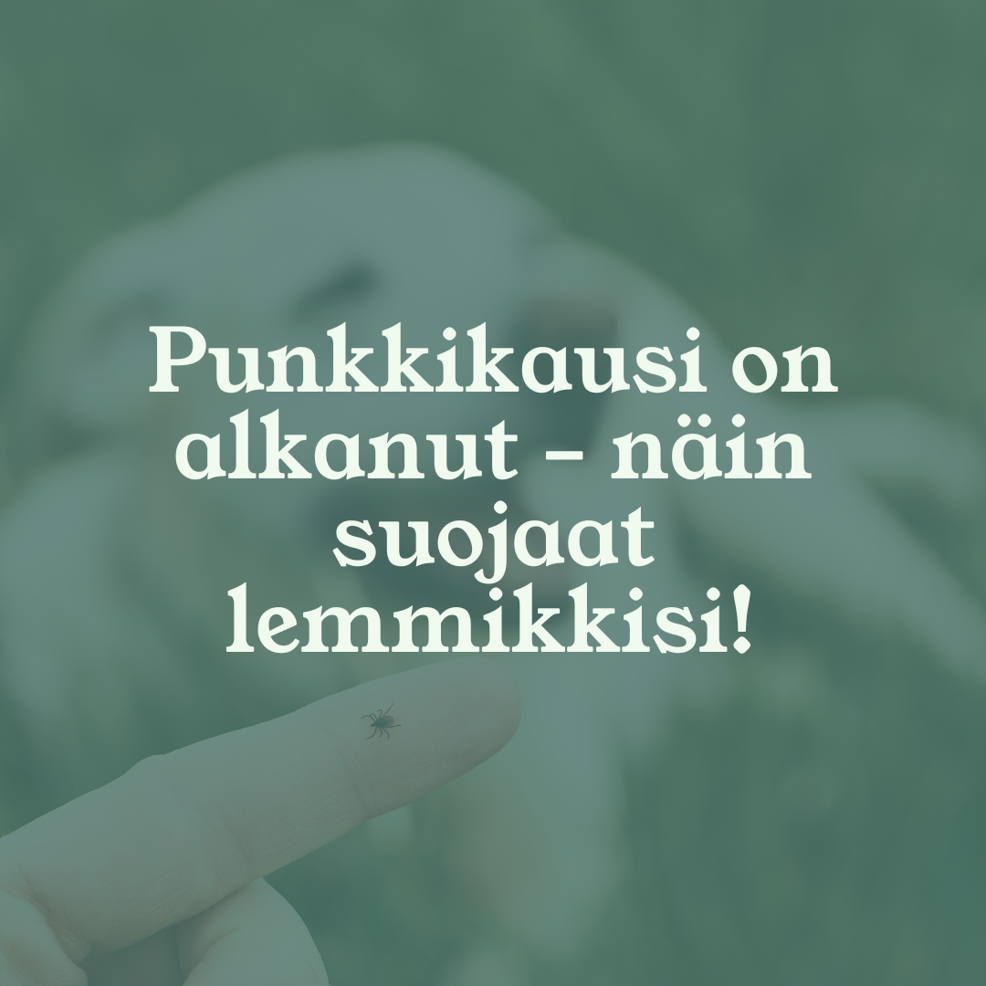 Punkkikausi on alkanut – näin suojaat lemmikkisi punkkeja vastaan tehokkaasti!