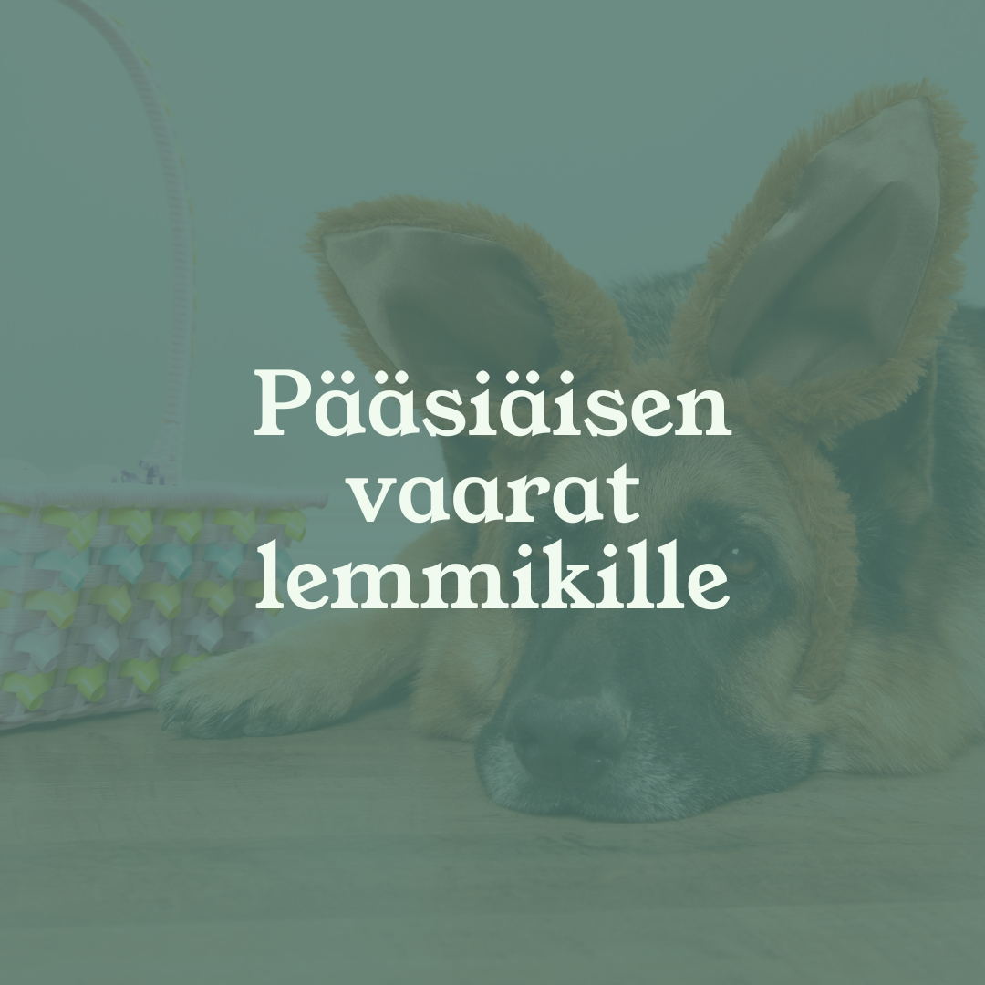 Pääsiäinen lemmikkitaloudessa – näin vältät yleisimmät vaarat
