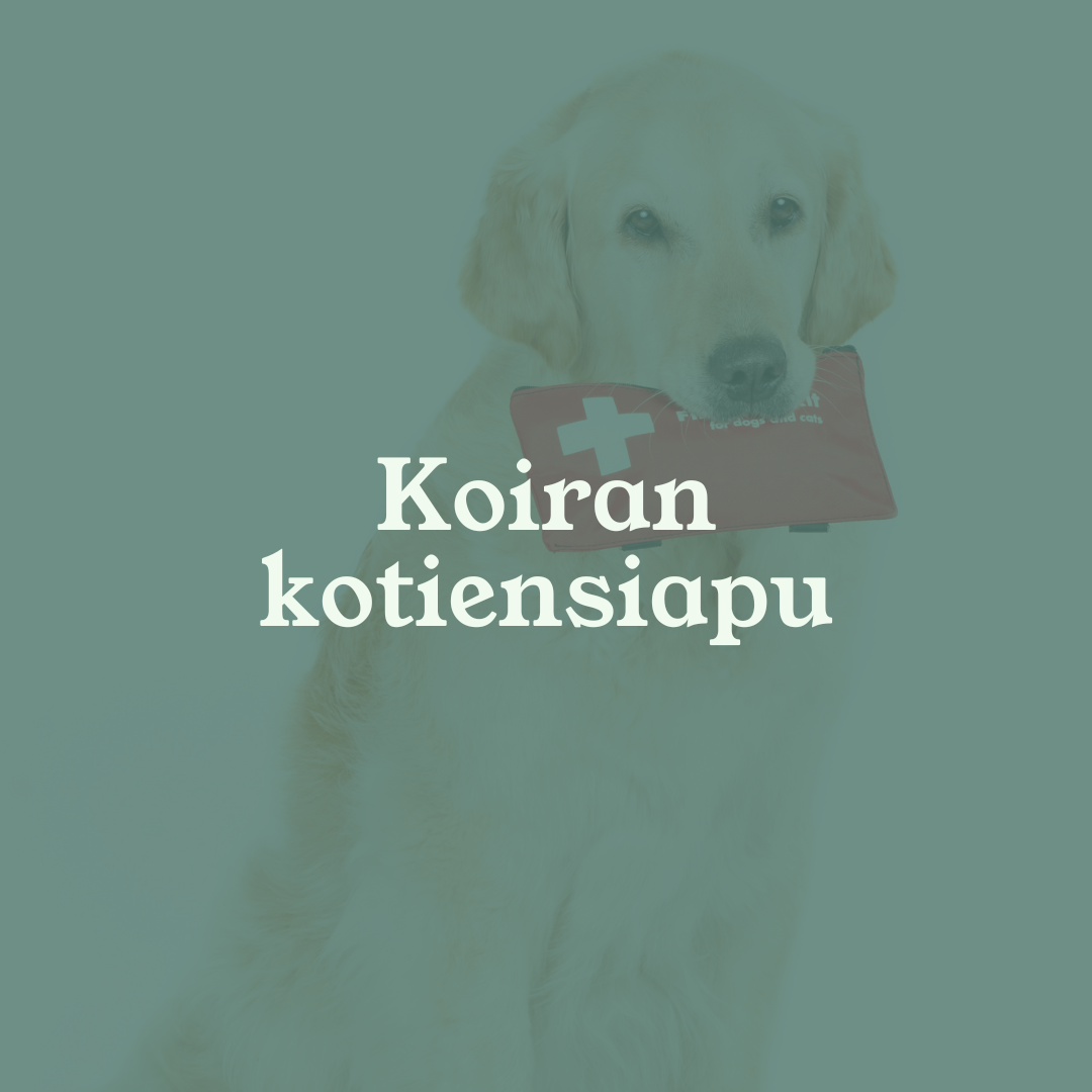 Eläinlääkäri Lexavet Helsinki