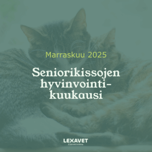 Seniorikissojen marraskuun hyvinvointikampanja eläinklinikalla, tarjouksessa terveystarkastuspaketit