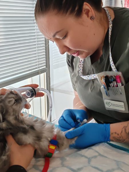 Lexavet klinikkaeläinhoitaja Emma Havukainen leikkausvalmisteluissa Lexavet klinikkaeläinhoitaja Emma Havukainen leikkausvalmisteluissa