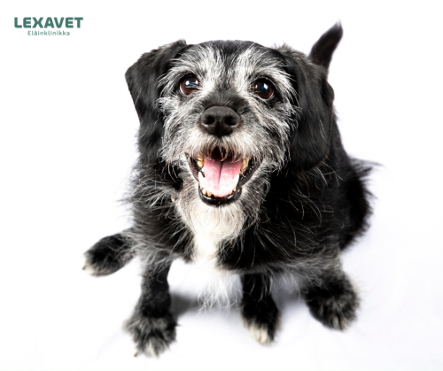 Lexavet tammikuun seniorikoirien kampanja